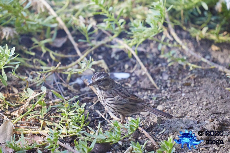 Song Sparrow