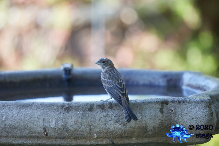 House Finch