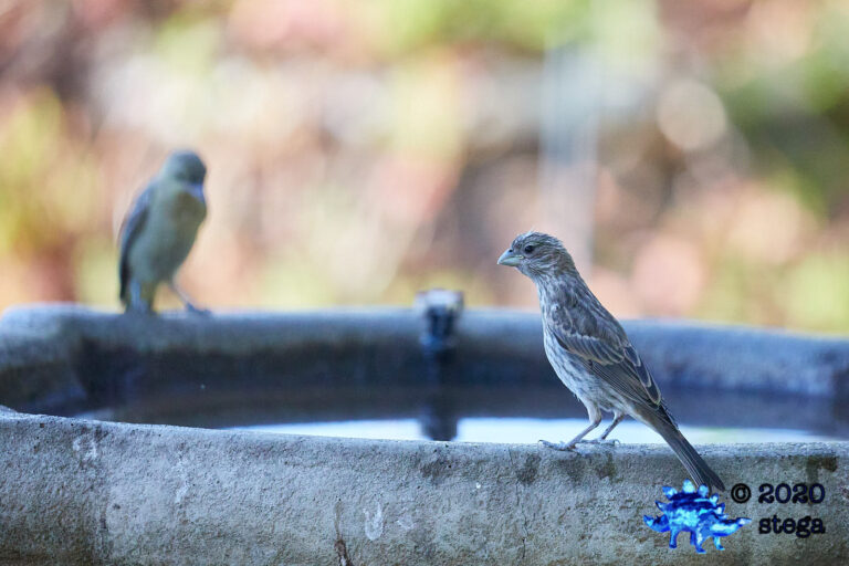 House Finch