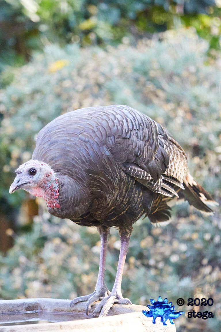 Wild Turkey