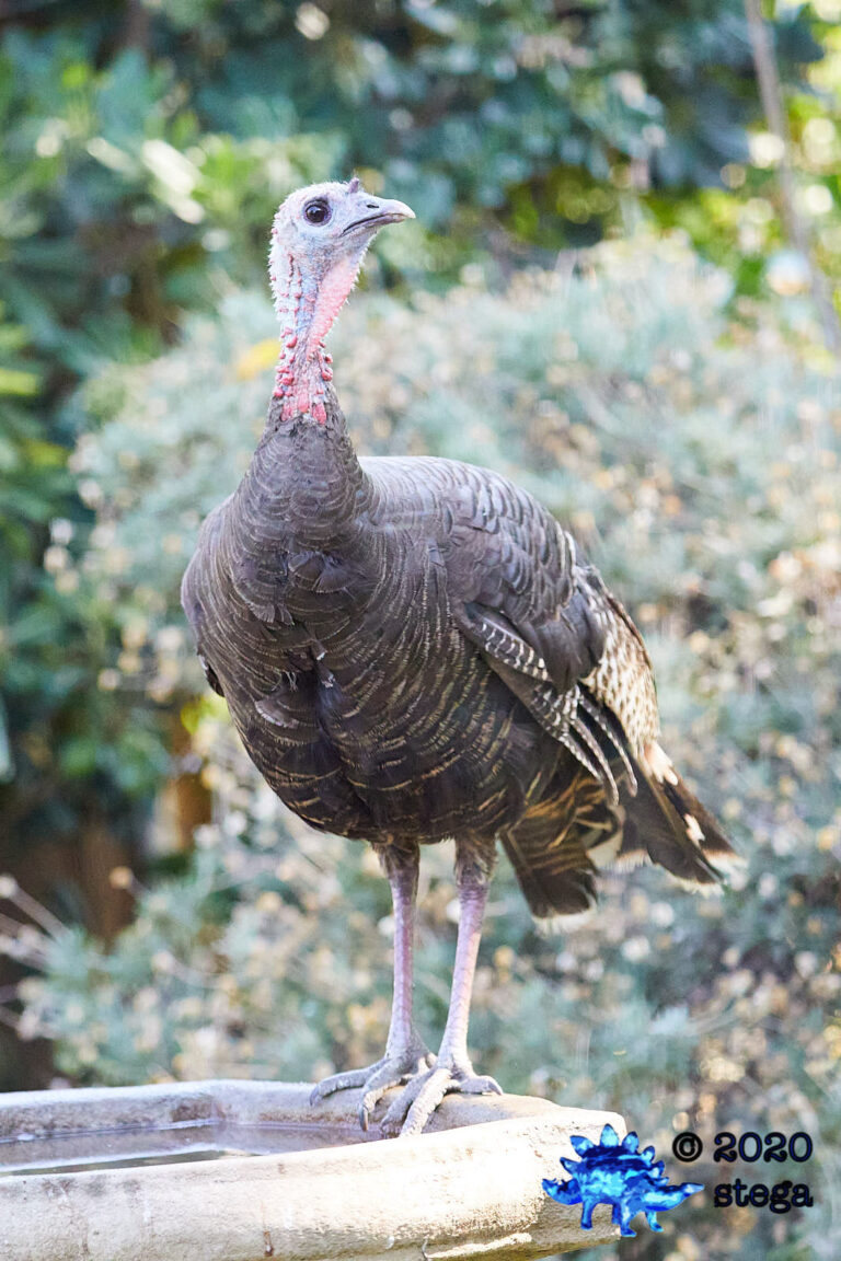 Wild Turkey