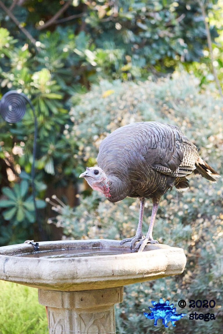 Wild Turkey