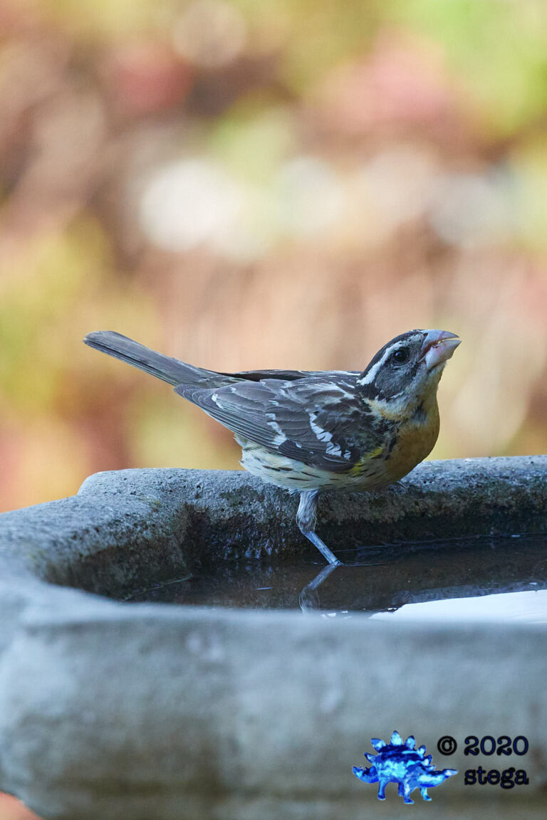 Black-headed Grosbeak