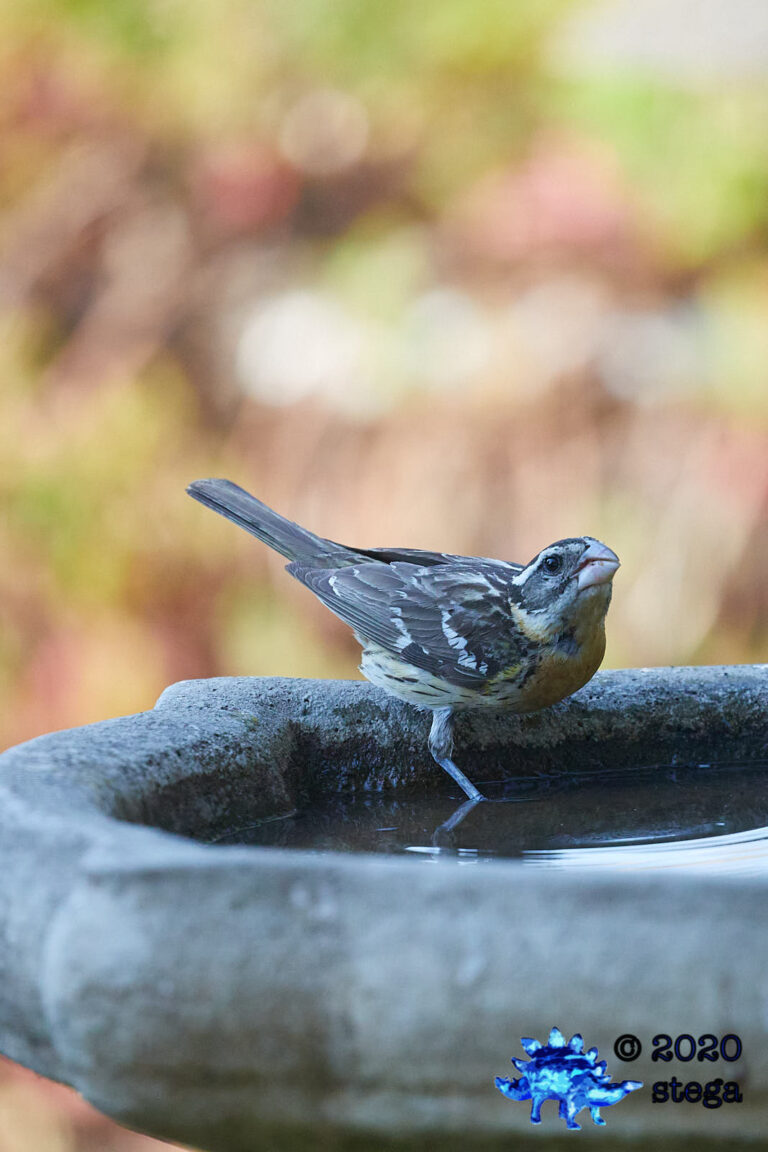 Black-headed Grosbeak