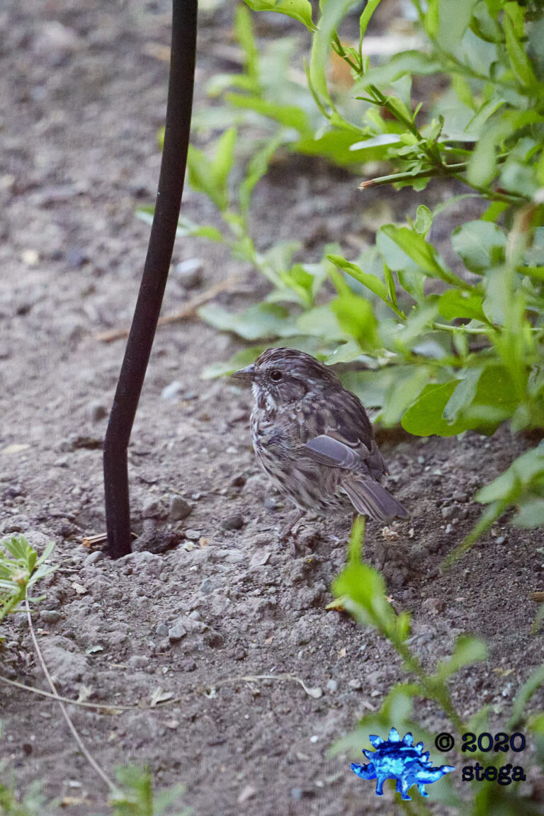 Song Sparrow
