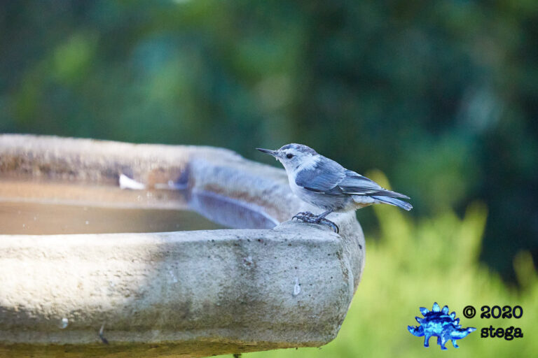 White Breasted Nuthatch