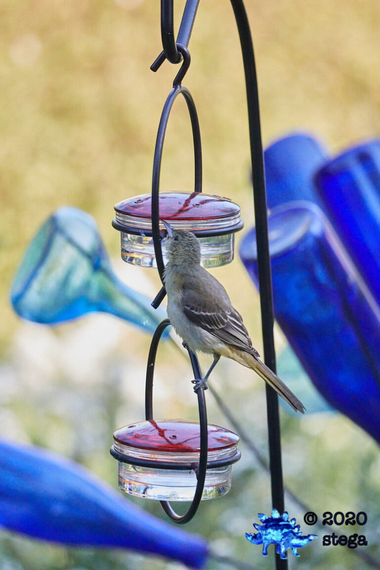 Bullock’s Oriole