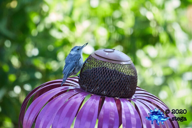 White Breasted Nuthatch