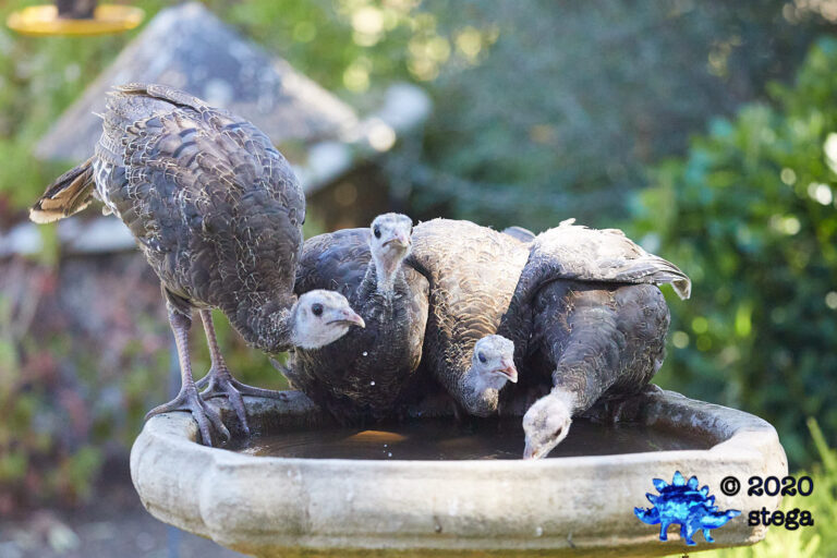 Wild Turkeys