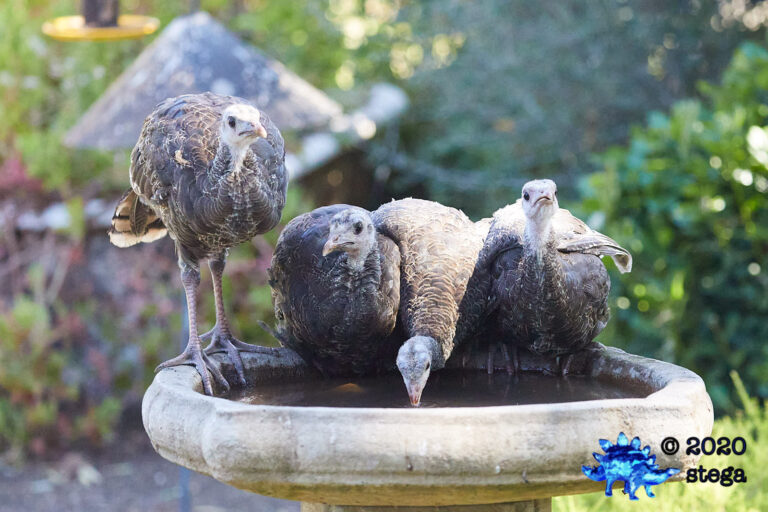 Young Wild Turkeys