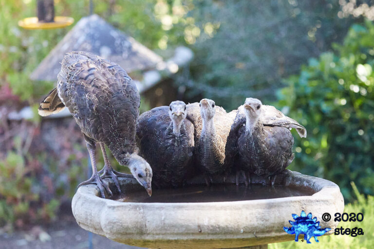 Wild Turkey Fledglings