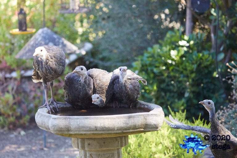 Wild Turkeys