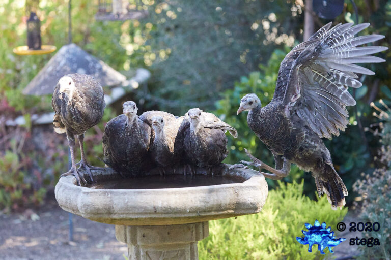 Young Turkeys