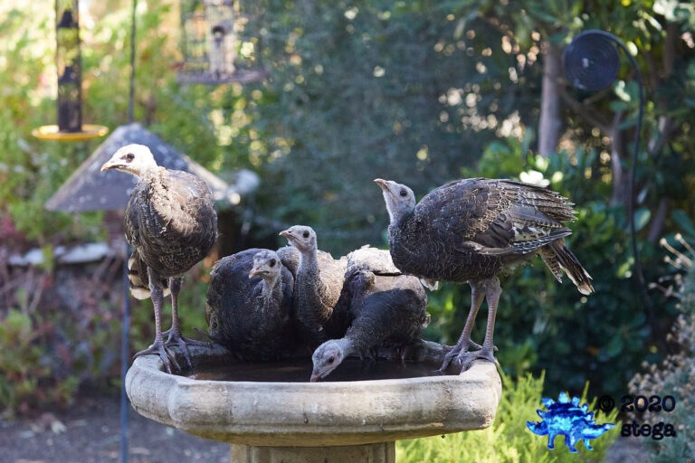Wild Turkeys