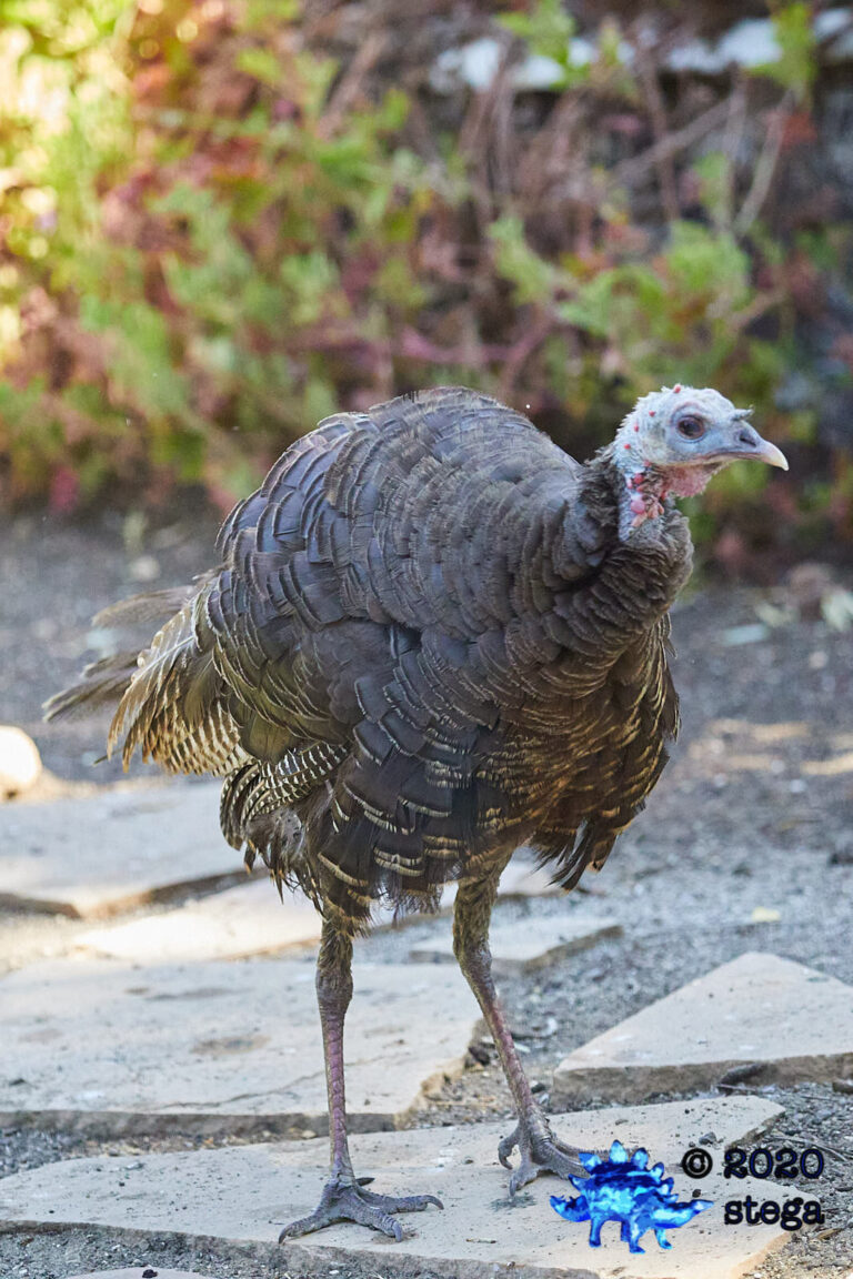 Wild Turkey