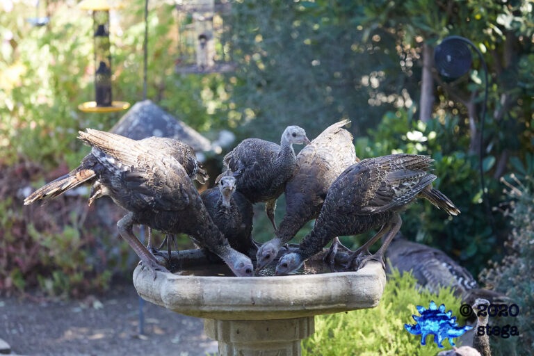 Wild Turkeys