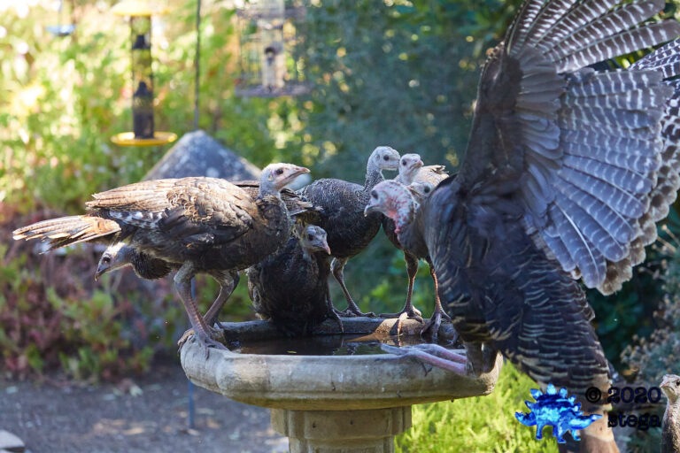 Wild Turkeys