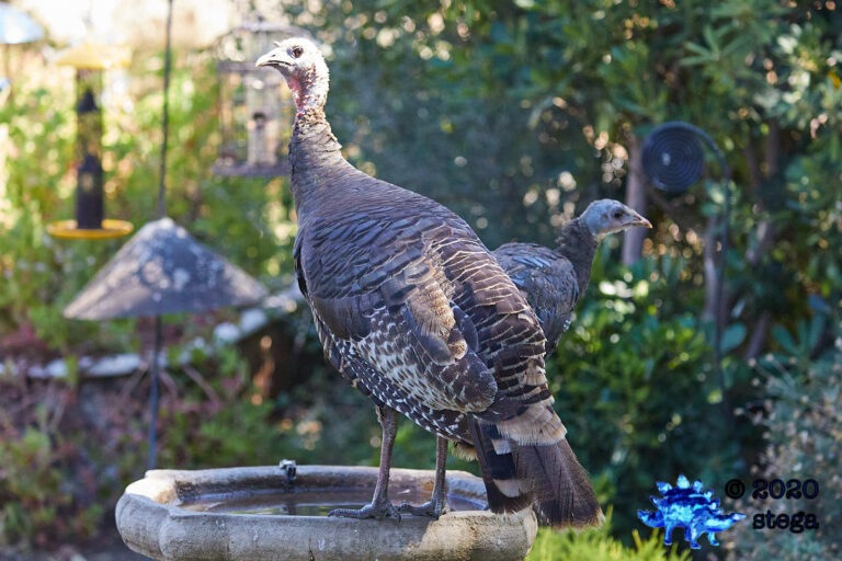 Wild Turkey