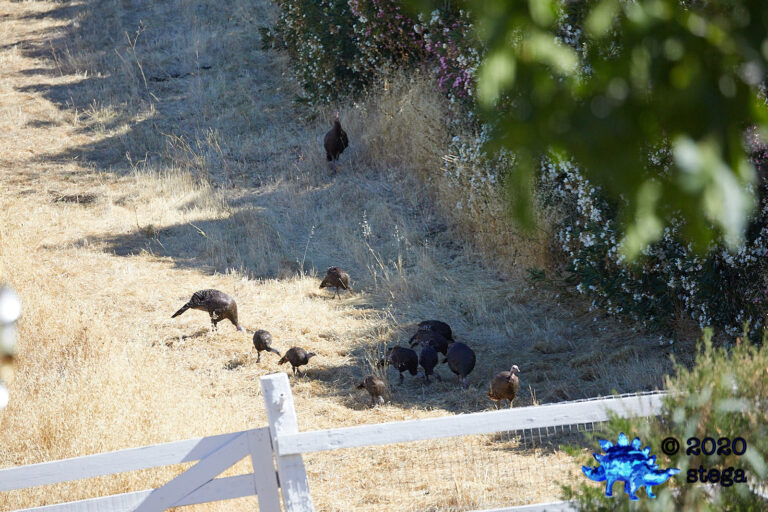 Turkey Parade