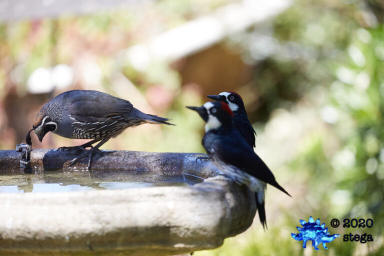 Acorn Woodpeckers and California Quail
