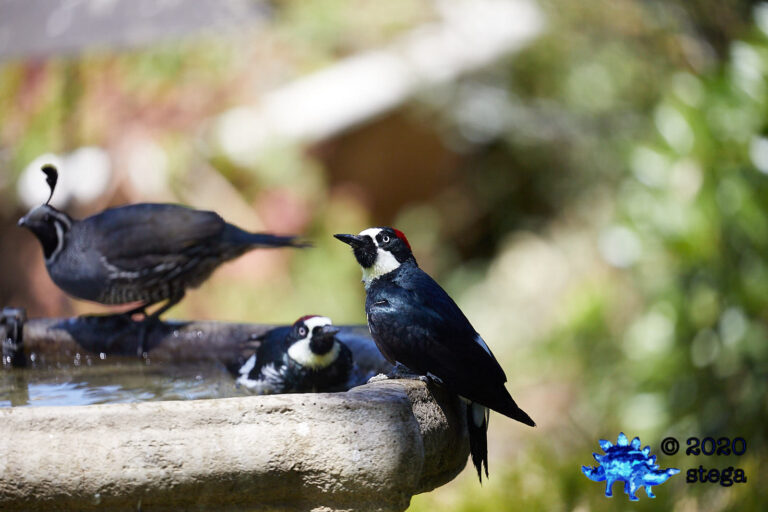 Acorn Woodpeckers and California Quail