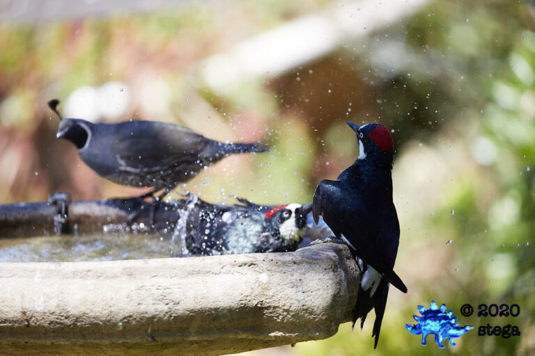 Acorn Woodpecker