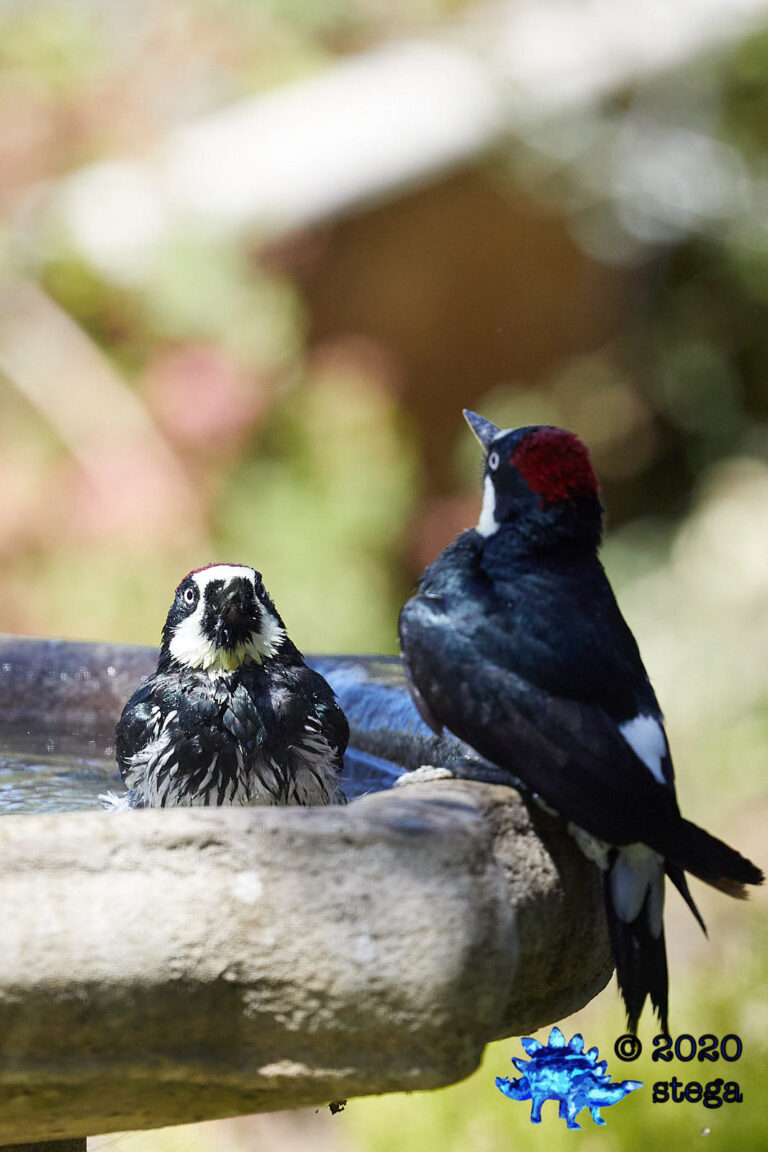 Acorn Woodpeckers