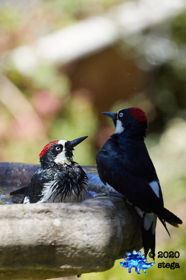 Acorn Woodpeckers