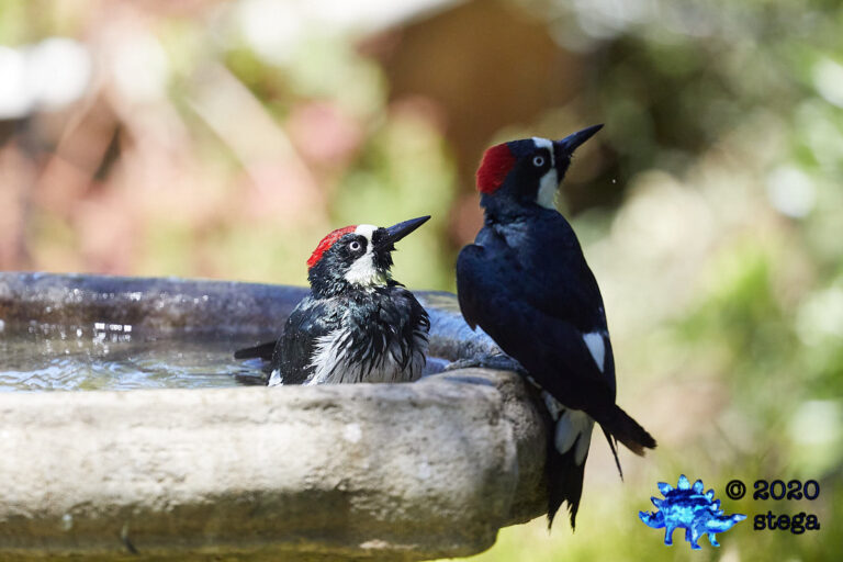 Acorn Woodpeckers