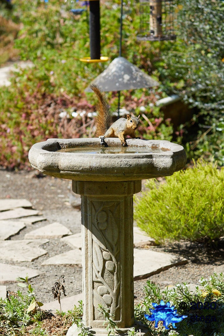 Fox Squirrel