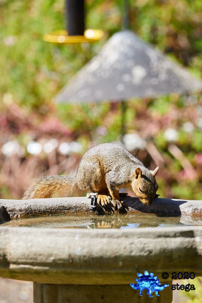 Fox Squirrel