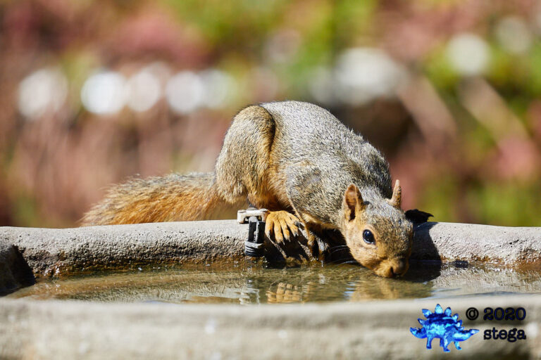 Fox Squirrel