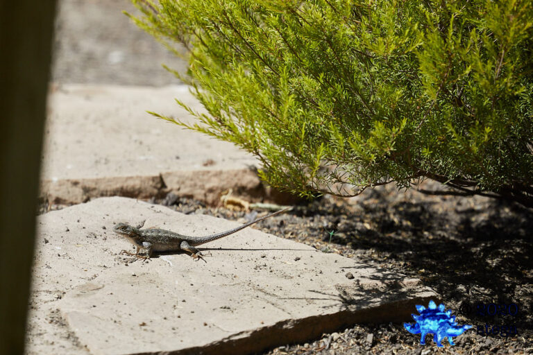 Western Fence Lizard