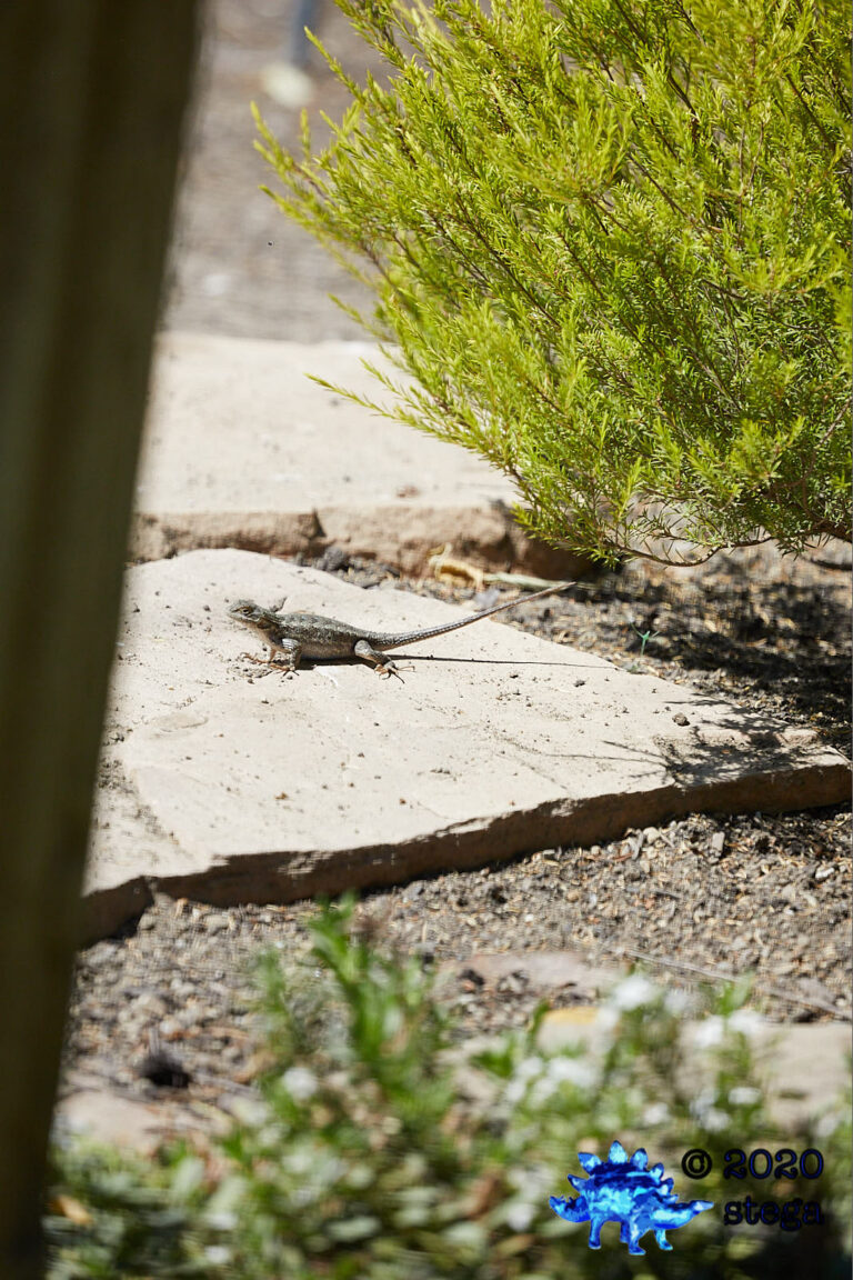 Western Fence Lizard