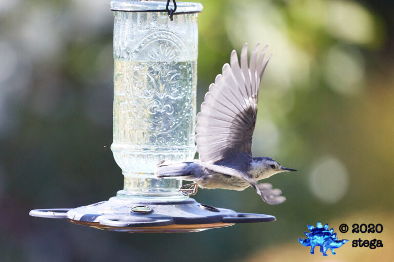 White Breasted Nuthatch
