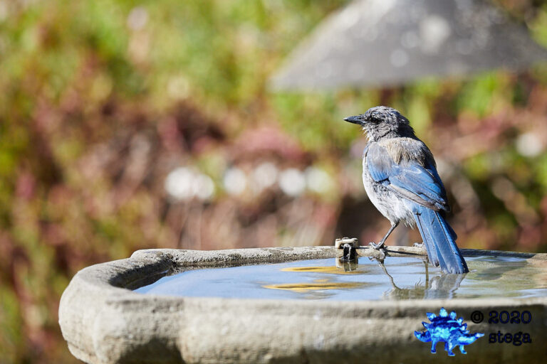California Scrub Jay