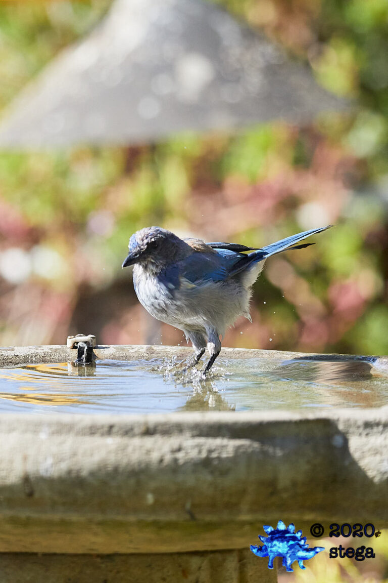 California Scrub Jay