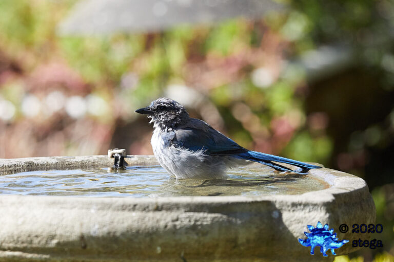 California Scrub Jay