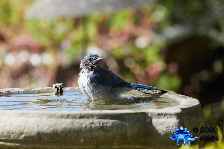 California Scrub Jay