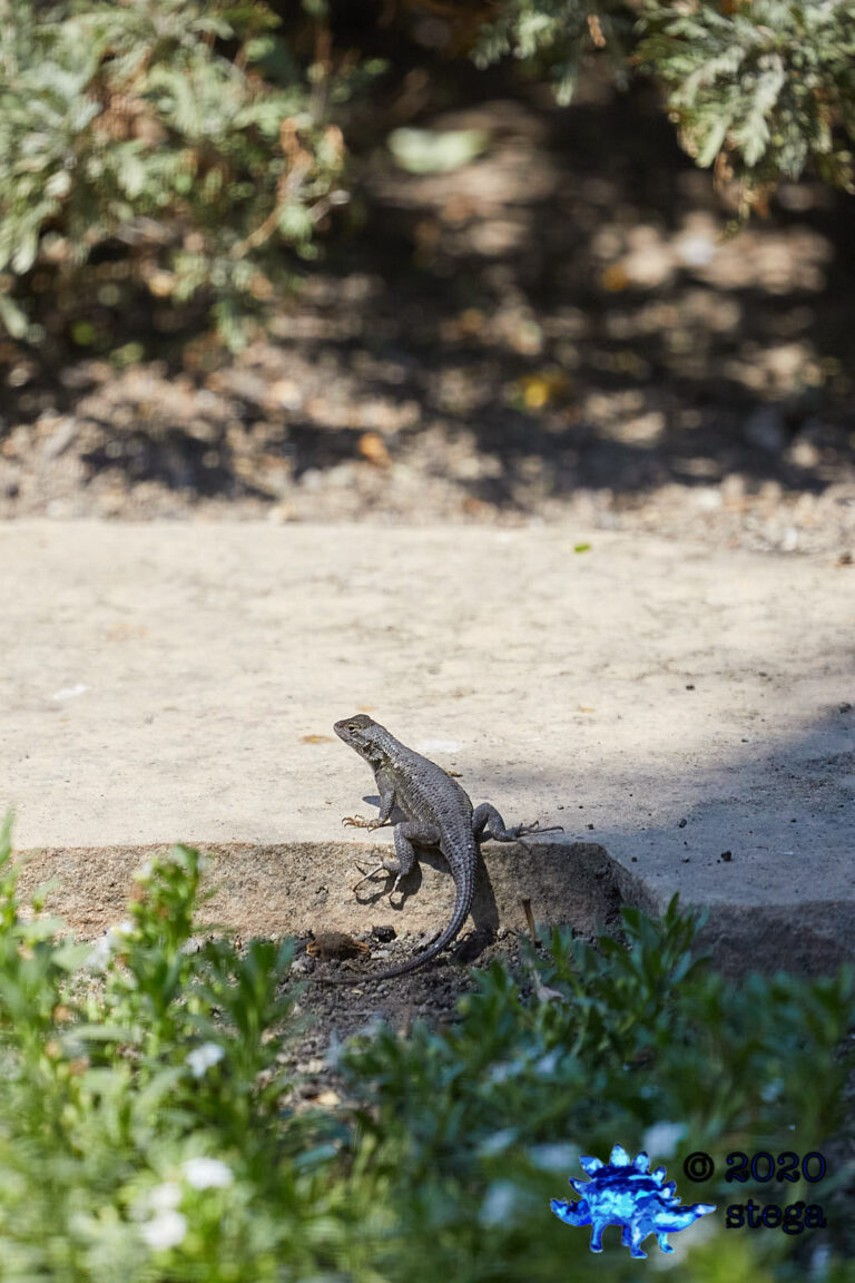 Western Fence Lizard