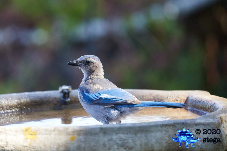 California Scrub Jay