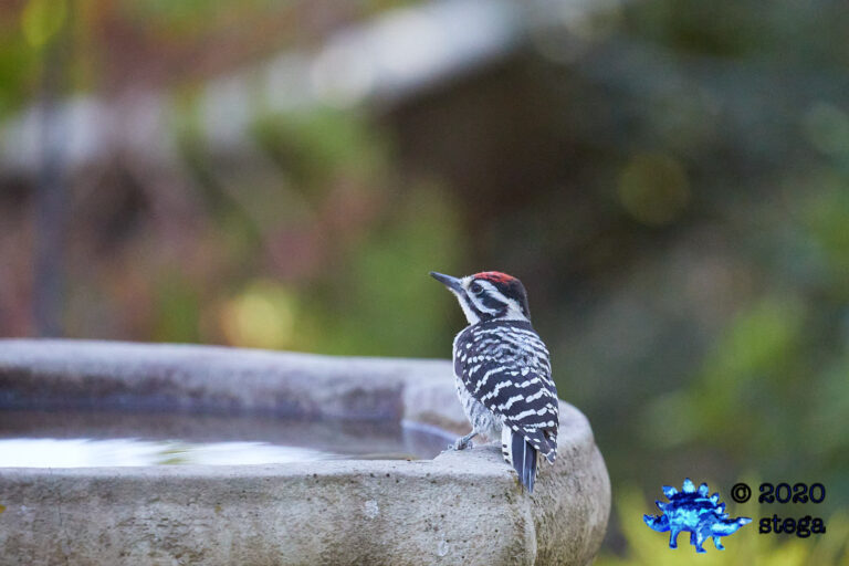 Nuttall’s Woodpecker