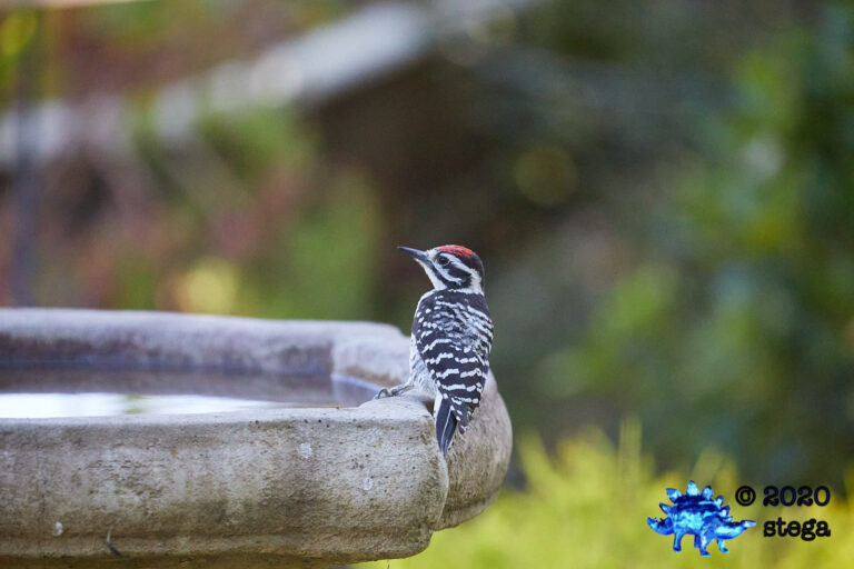 Nuttall’s Woodpecker