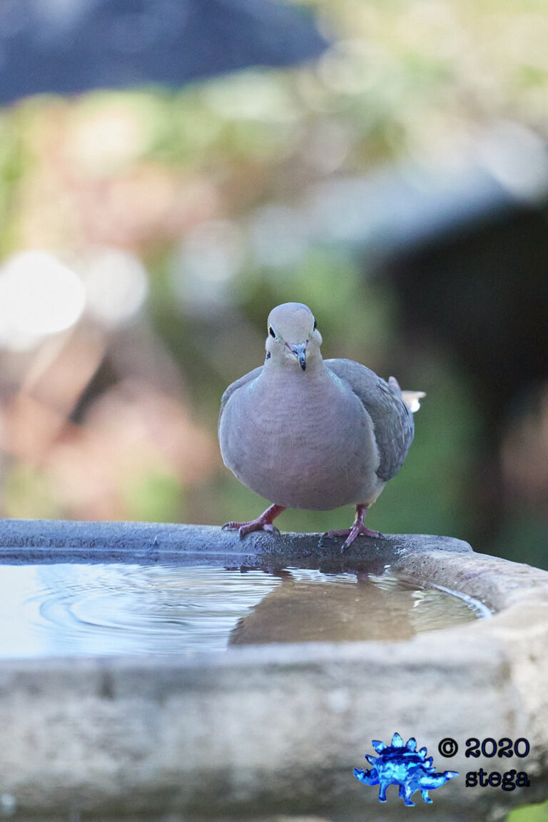 Mourning Dove