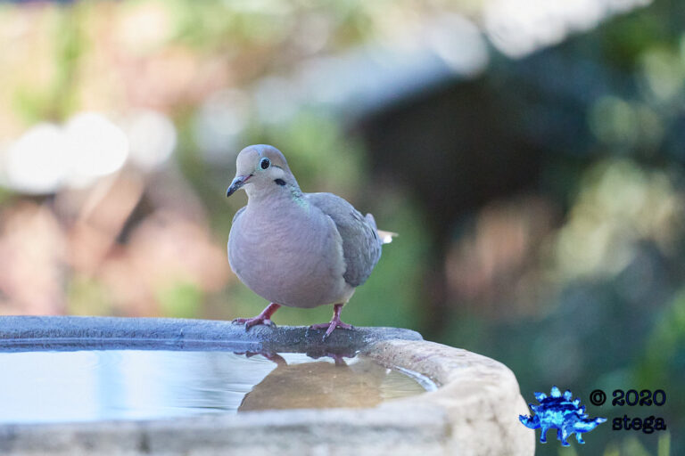 Mourning Dove