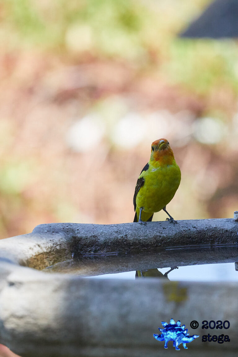 Western Tanager