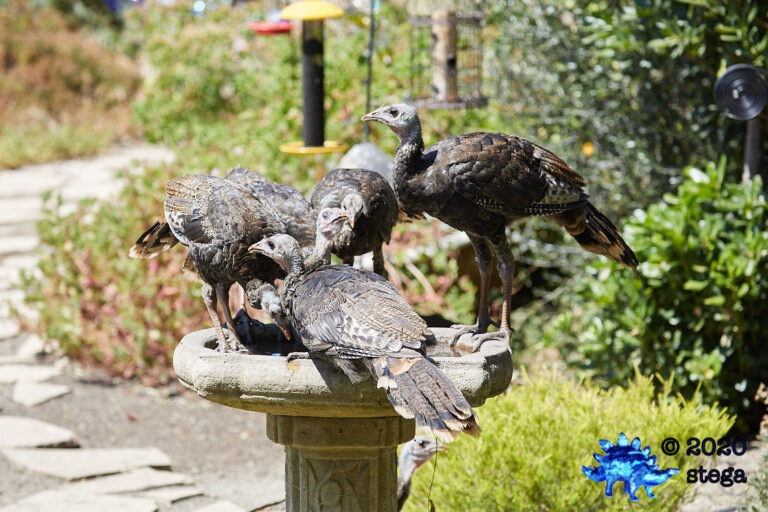 Wild Turkeys