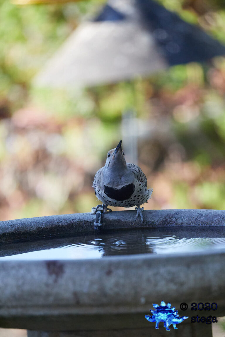 Northern Flicker