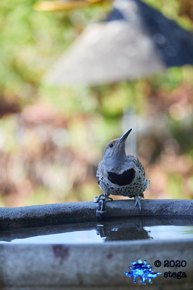 Northern Flicker