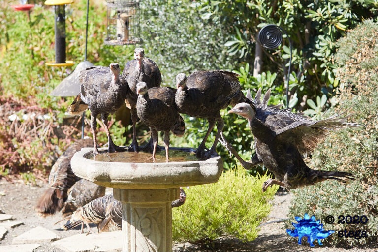 Wild Turkeys